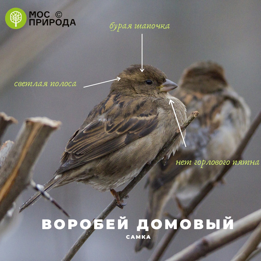 воробей домовый, фото Мосприрода