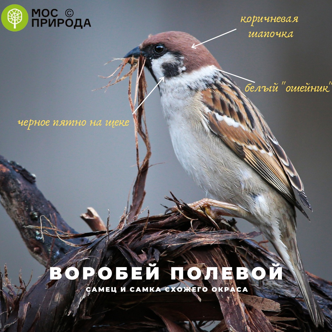 воробей полевой, фото Мосприрода