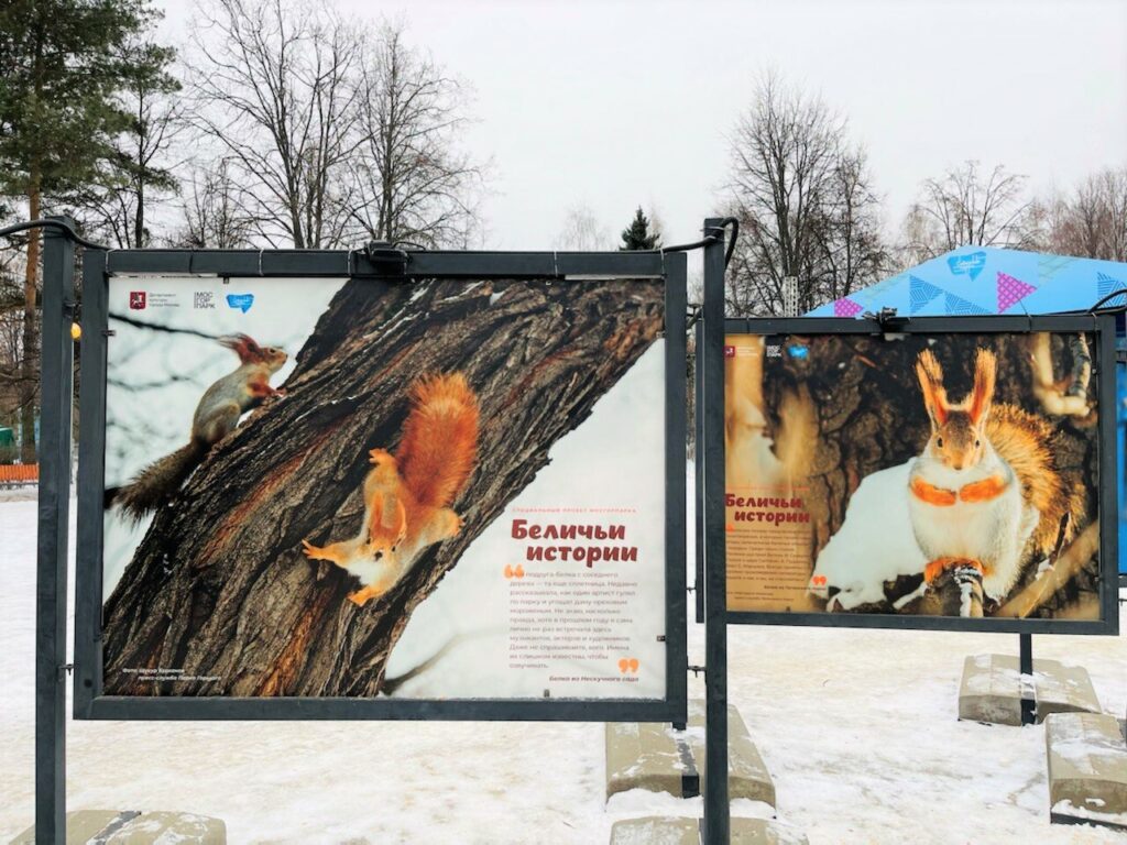 Беличьи истории, парк, фото Мосгорпарк