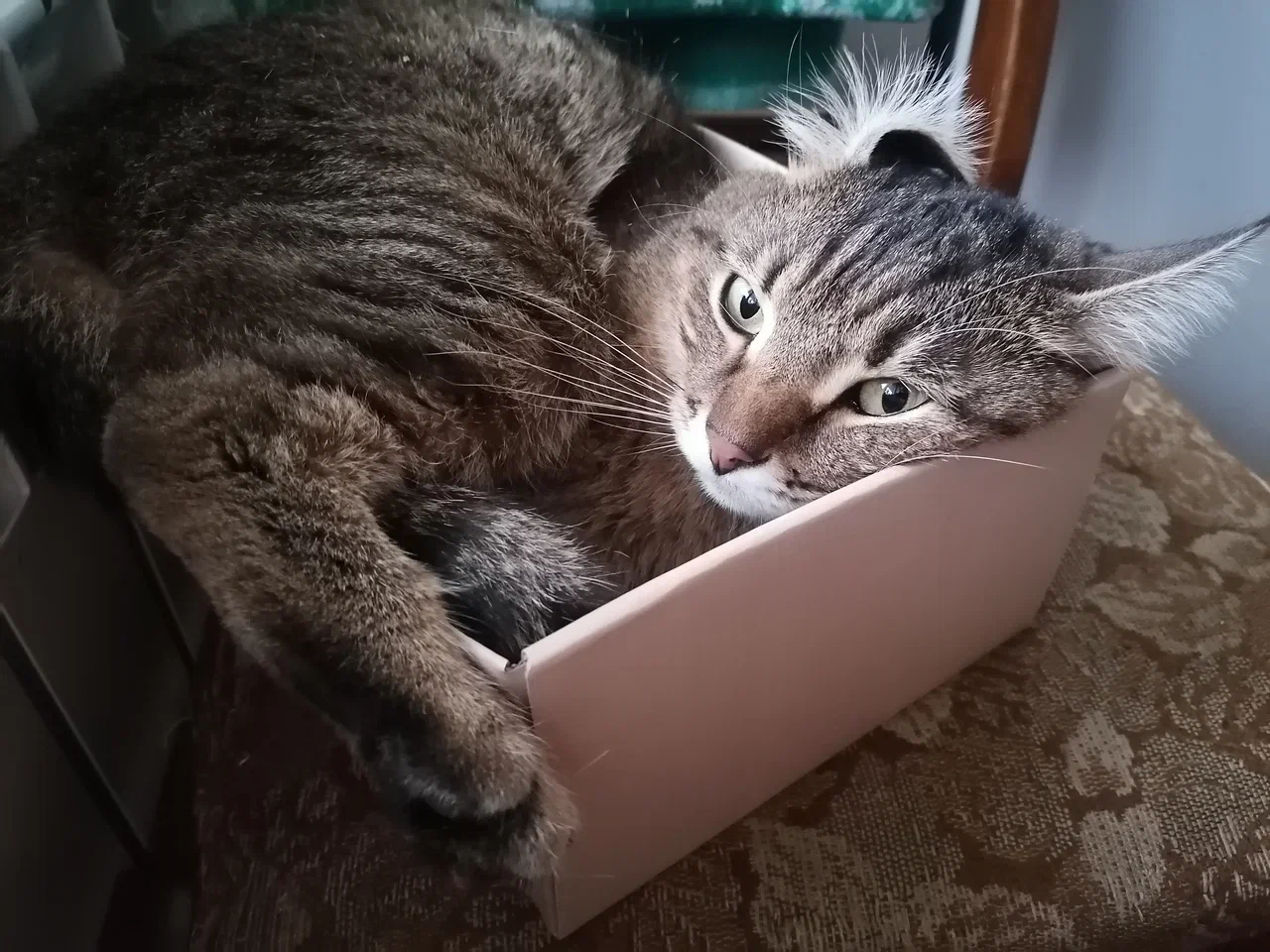 кошка, животное, фото Юлия Смагринская