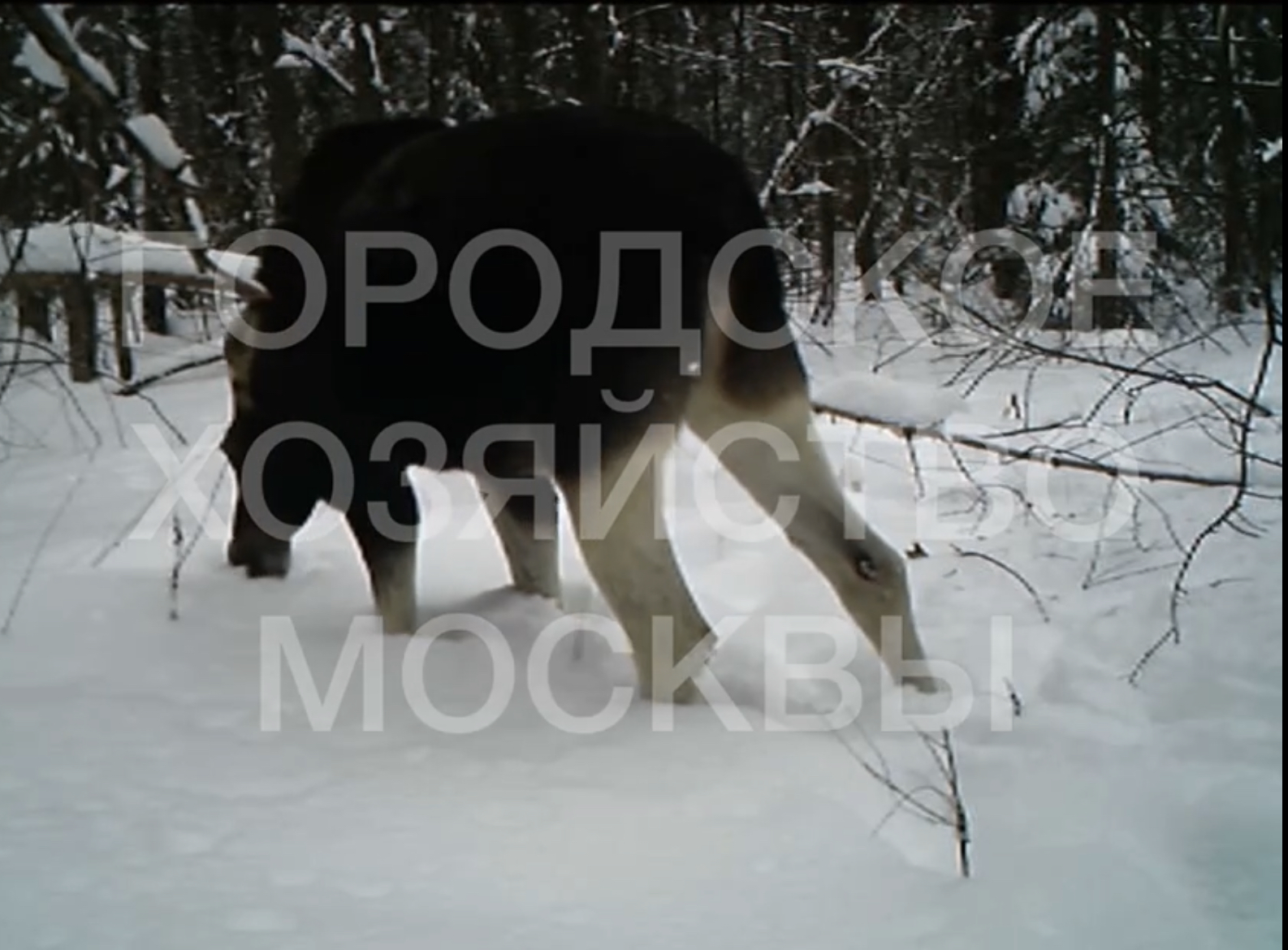 лось
