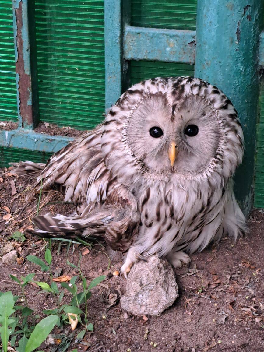 сова, серая неясыть, животные, птицы, фото КГХ