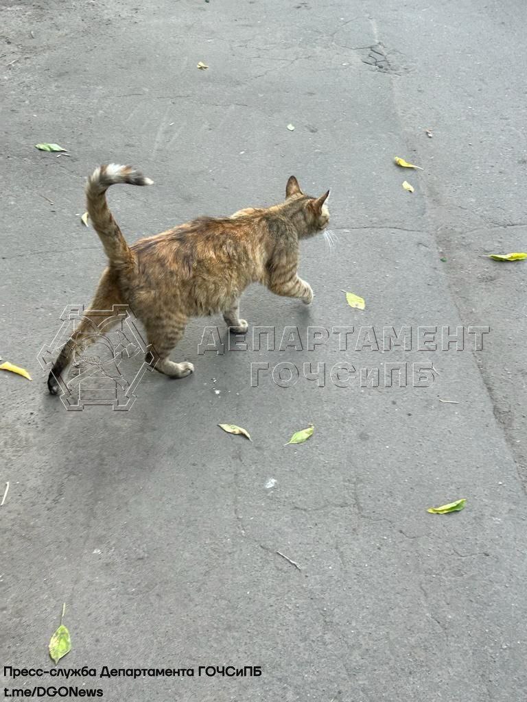 кошка застряла, происшествия в Москве, фото ГОЧС