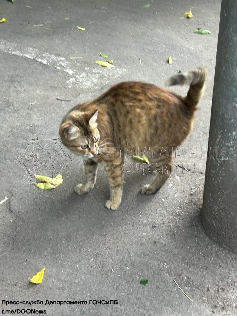 кошка застряла, происшествия в Москве, фото ГОЧС