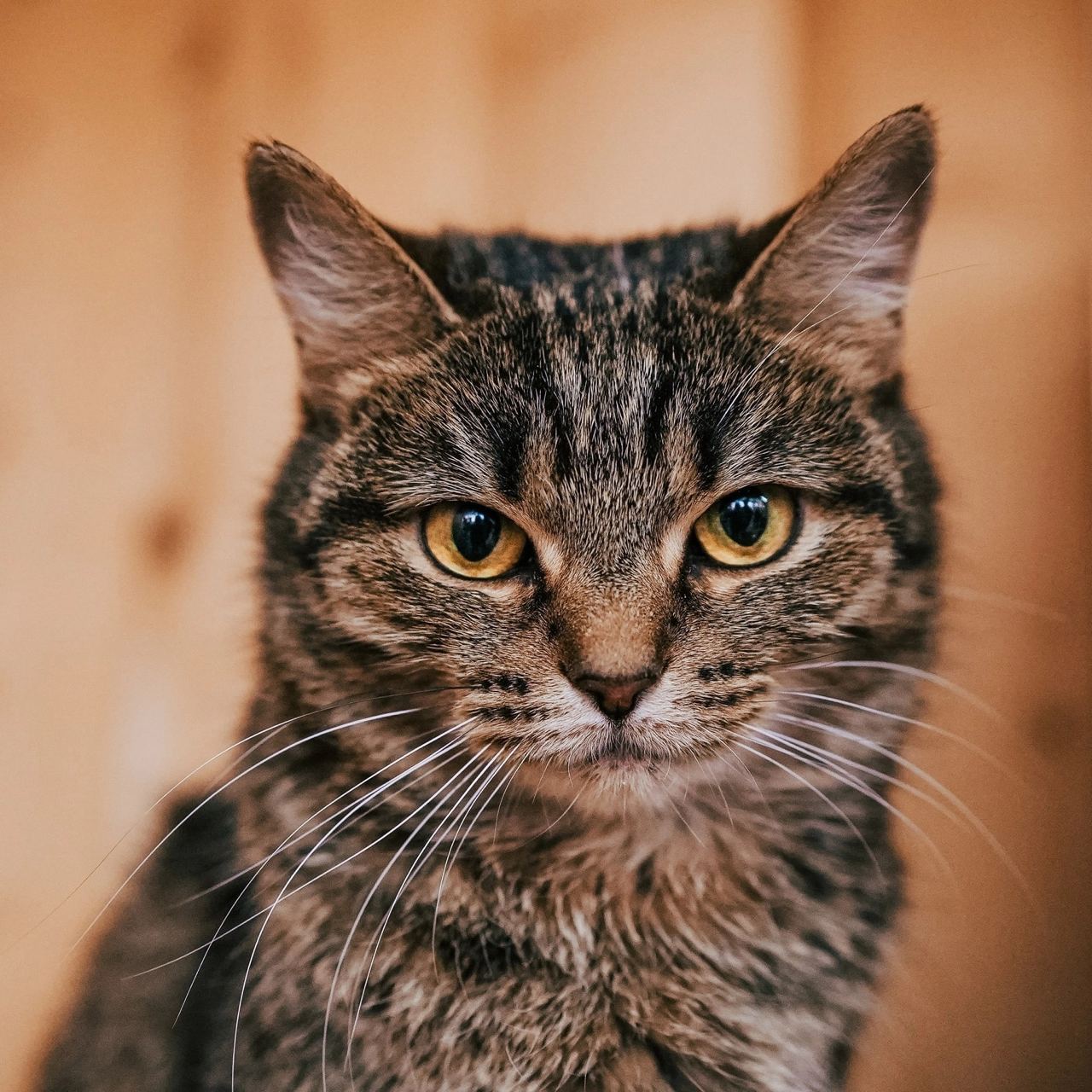 кошка, животные, фото Доринвест