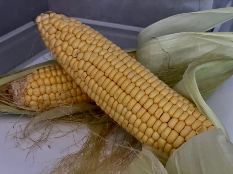 кукуруза, еда, продукты, фото Наталия Бахарева