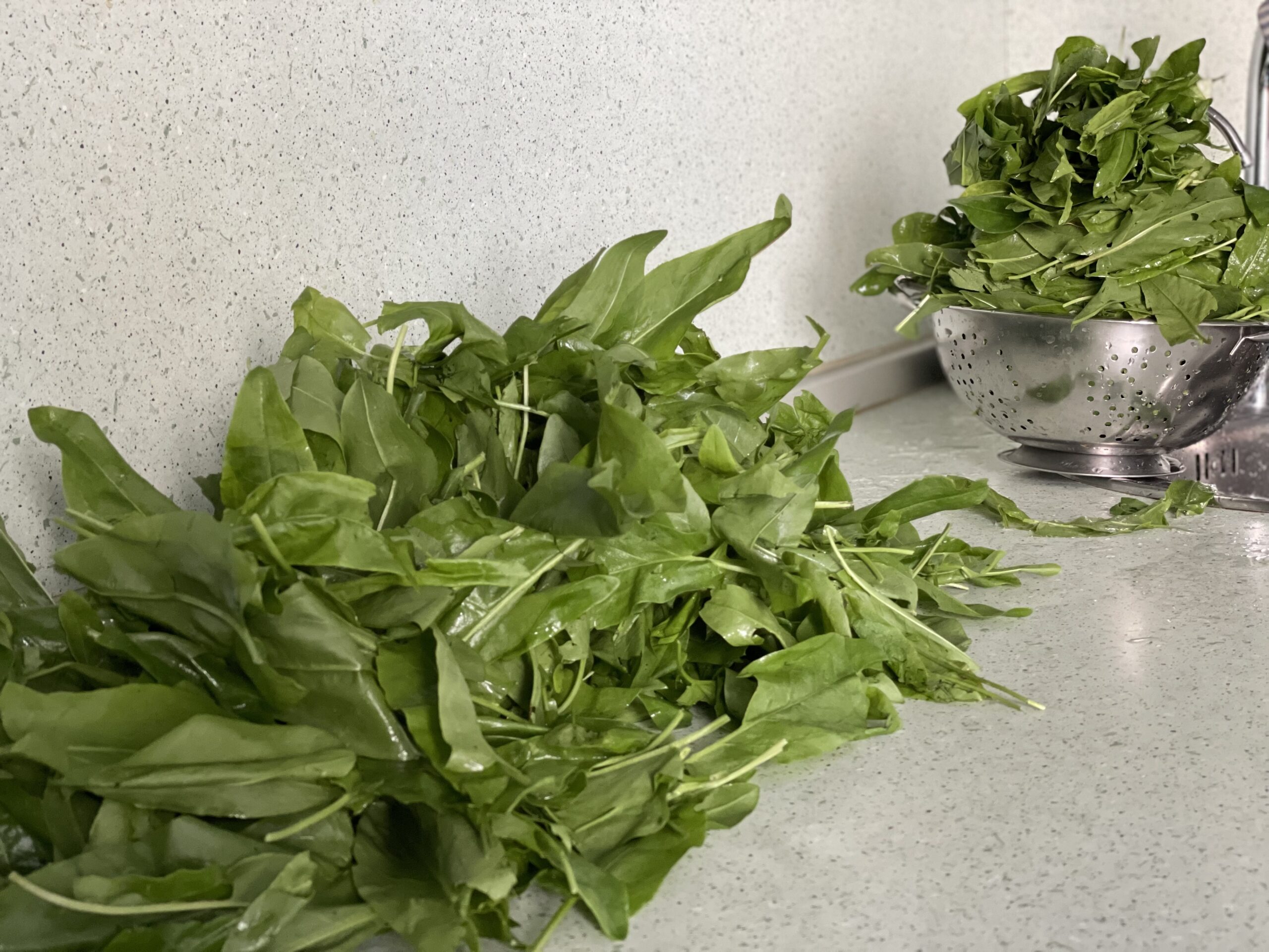 щавель, еда, продукты, зелень, фото Наталия Бахарева