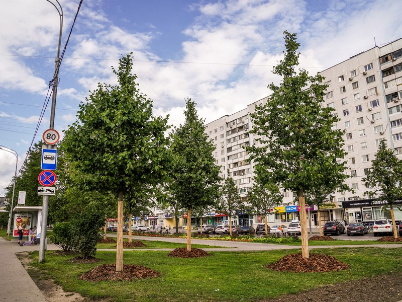 благоустройство, высадка деревьев, фото sobyanin.ru