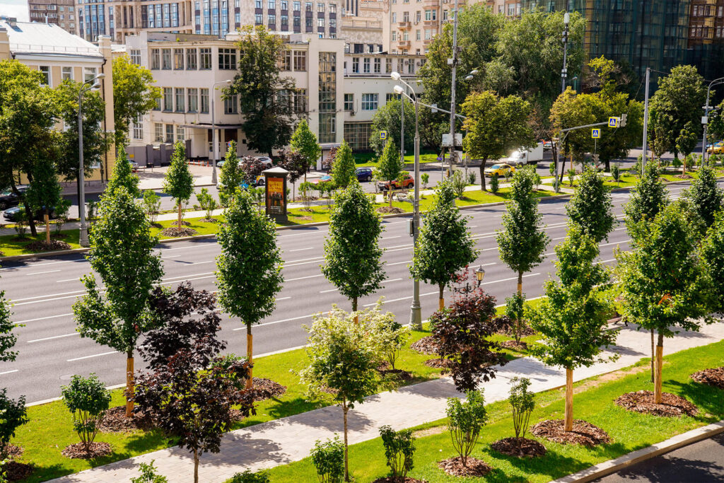 благоустройство, высадка деревьев, фото sobyanin.ru