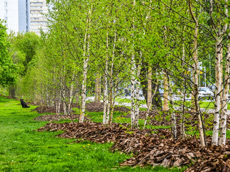благоустройство, высадка деревьев, фото sobyanin.ru