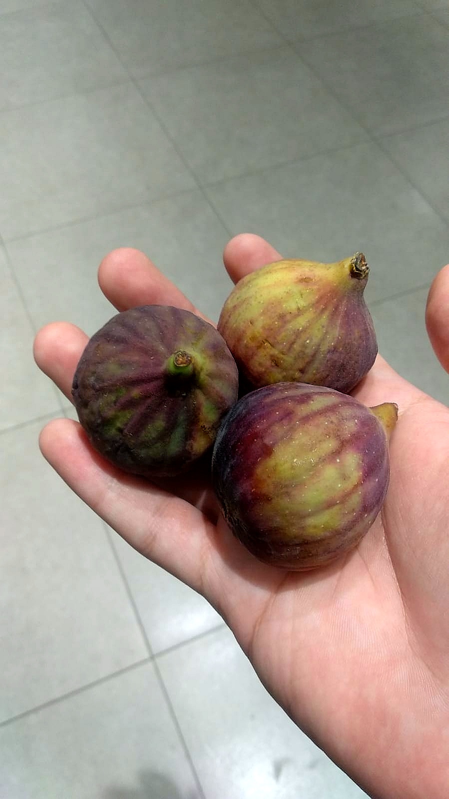 инжир, еда, продукты, фото Юлия Смагринская