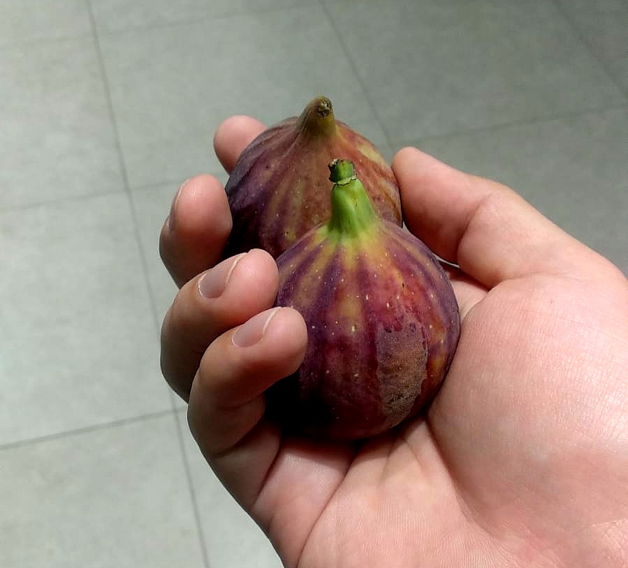 инжир, еда, продукты, фото Юлия Смагринская