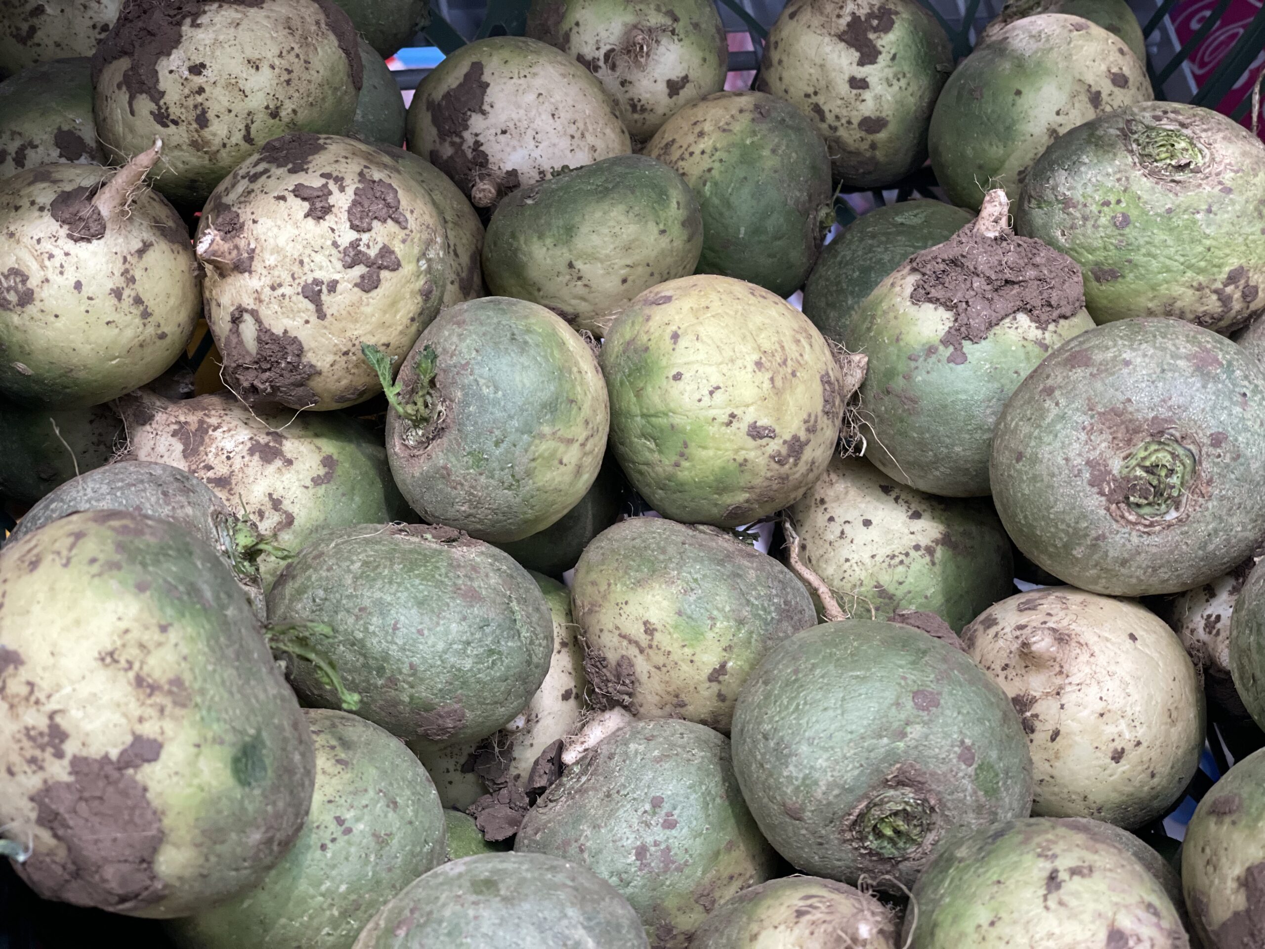 редька, еда, продукты, фото Наталия Бахарева