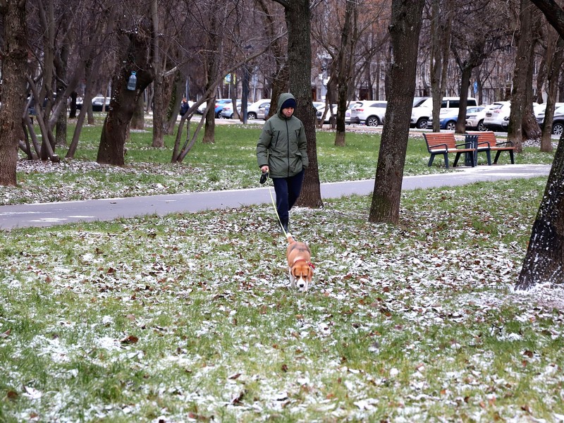 собака, газон, прогулка, снег, фото Юлия Смагринская