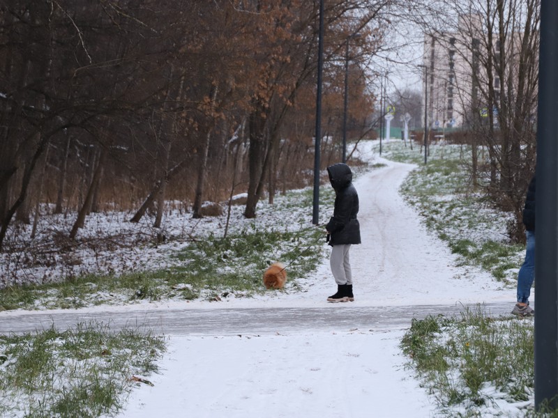 собака, парк, прогулка, зима, снег, фото Юлия Смагринская