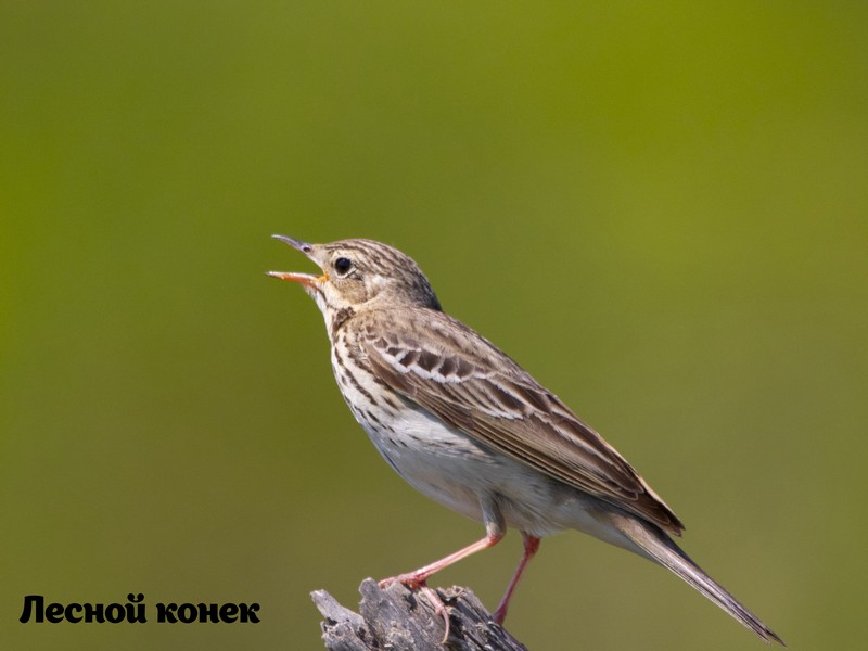 Лесной конек, птицы, фото Мосприрода