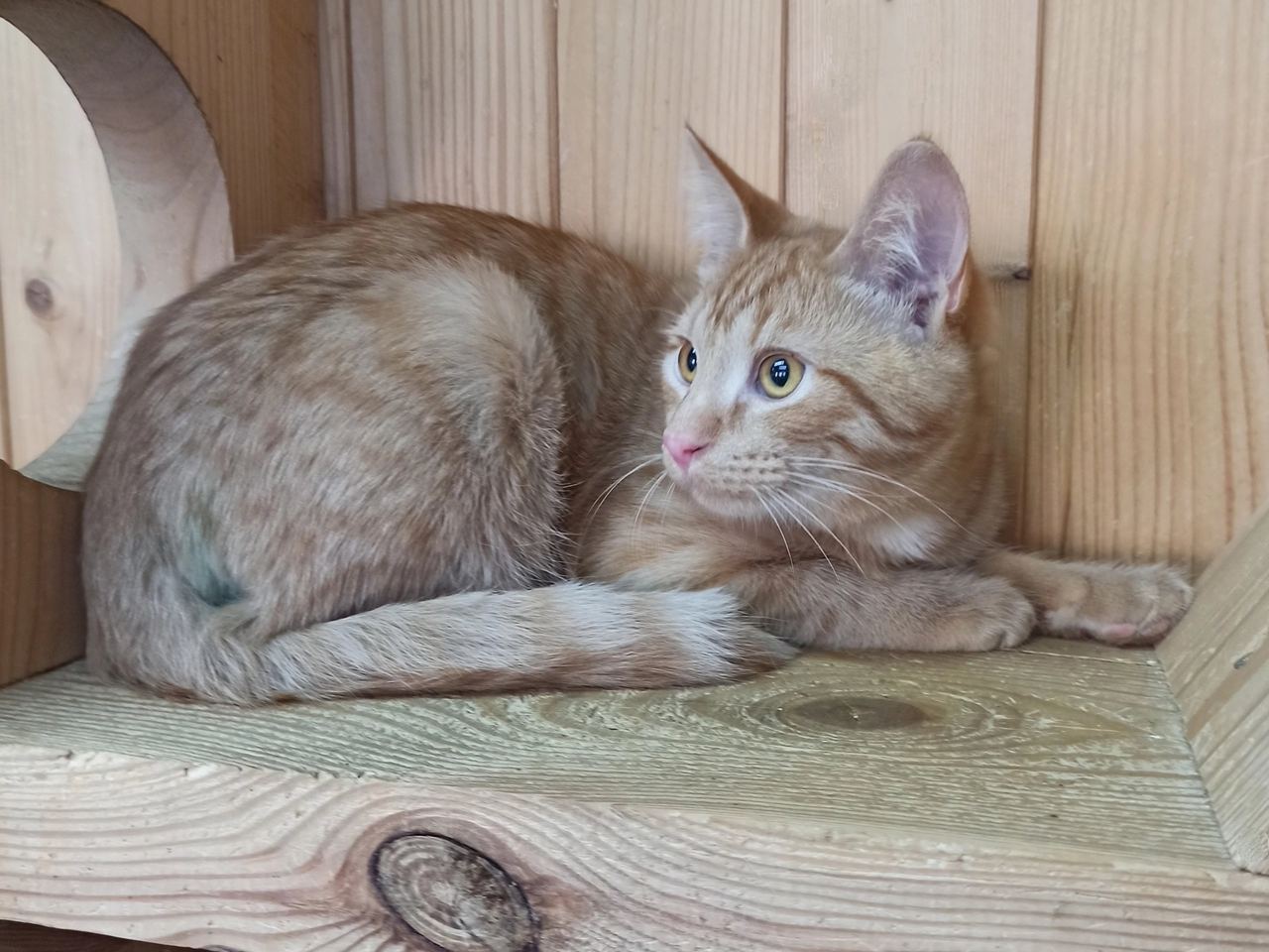 кот, животные, фото Доринвест