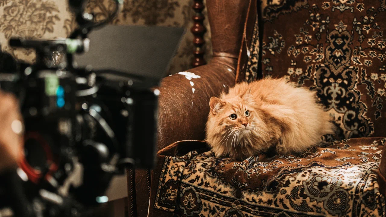 Котострофа