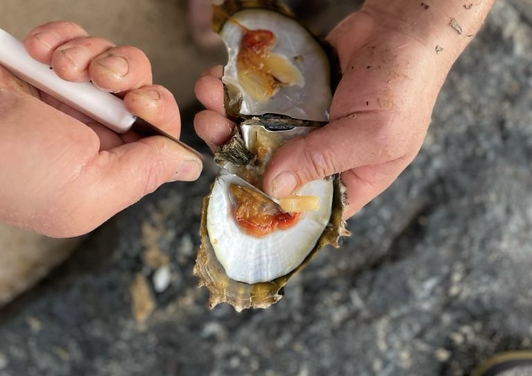 устрицы, еда, продукты, морепродукты, фото Наталия Бахарева