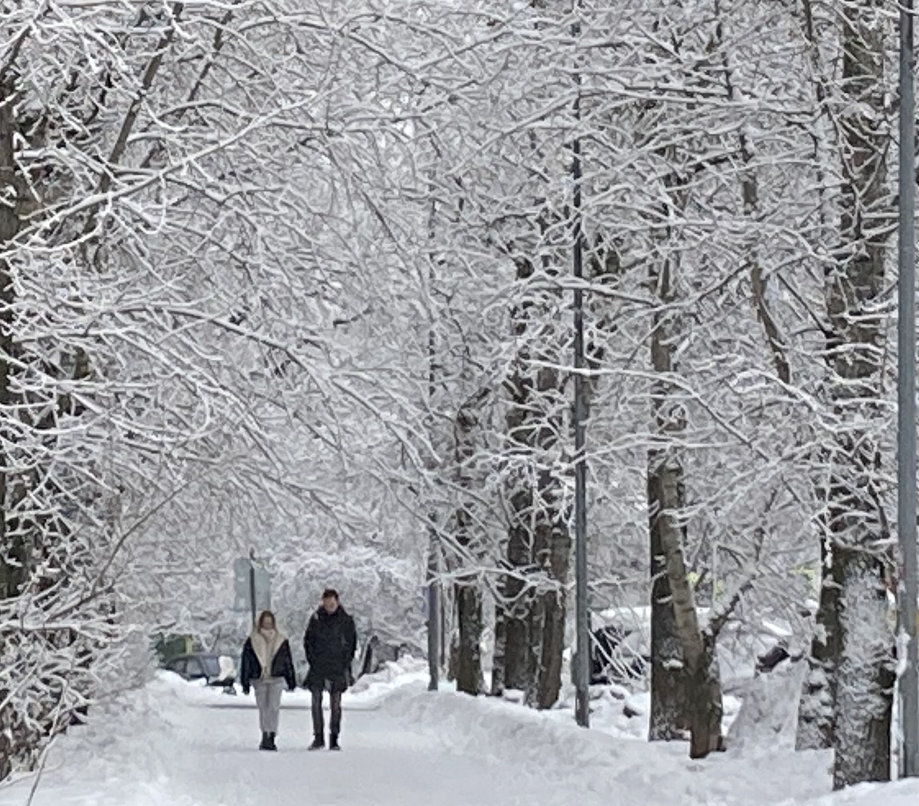 зима,снег, парк, фото Нина Донских