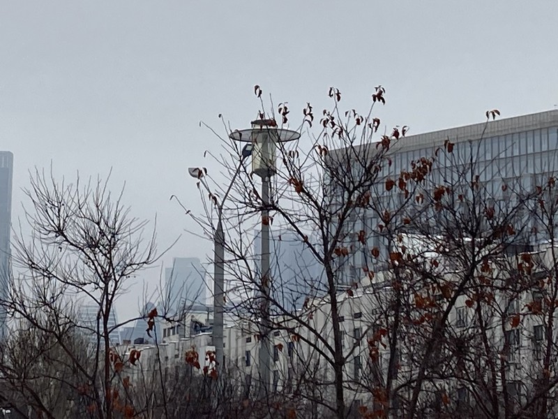 Москва, город, зима, деревья, фонари, фото Нина Донских