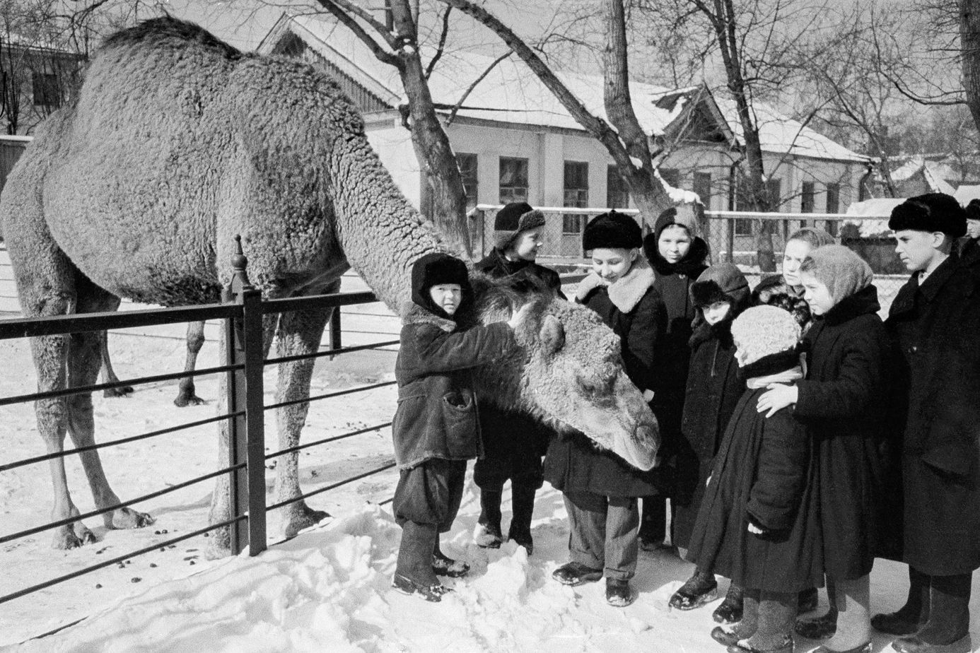 Дети у вольера с верблюдом в Московском зоопарке. Фото В. Акимова. 24 марта 1952 года. Главархив Москвы
