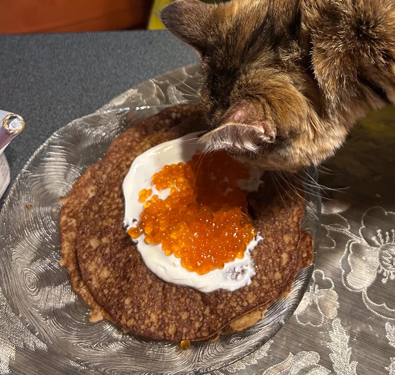 кот, блины, икра, сметана, гречка, масленица, еда, продукты, фото Анна Субботина