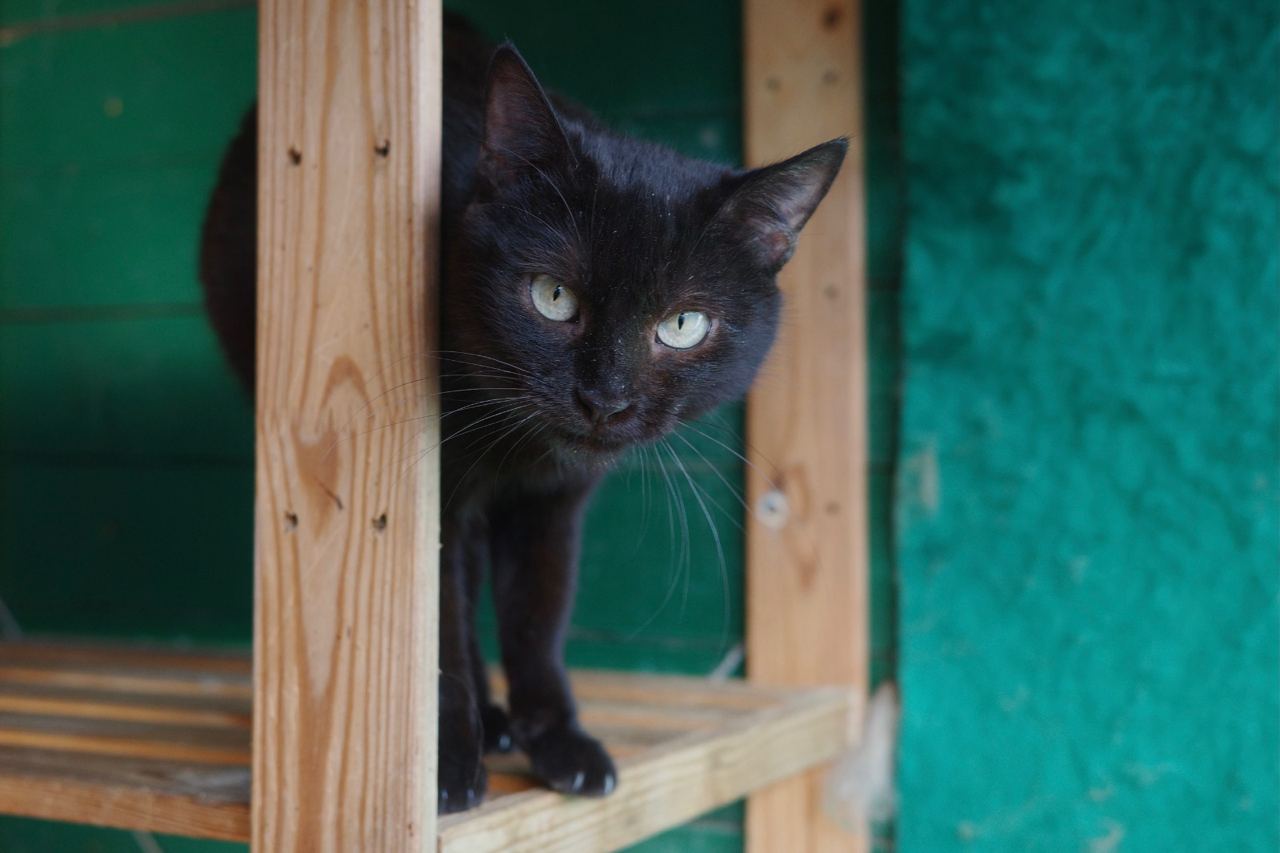 кошка, животные, фото Доринвест