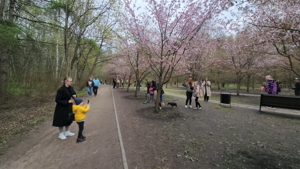 прогулка, дети, парк, сакура, сад, весна, фото Юлия Смагринская