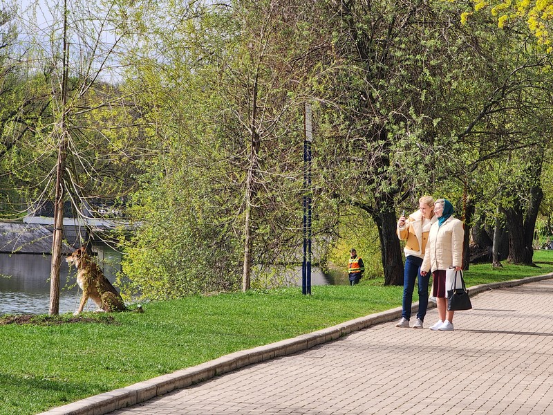 собака, прогулка, парк, весна, пруд, Москва, фото Юлия Смагринская