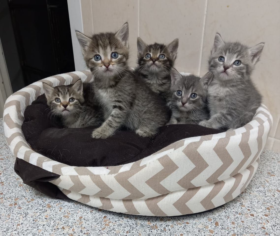 котята, животные, фото Доринвест