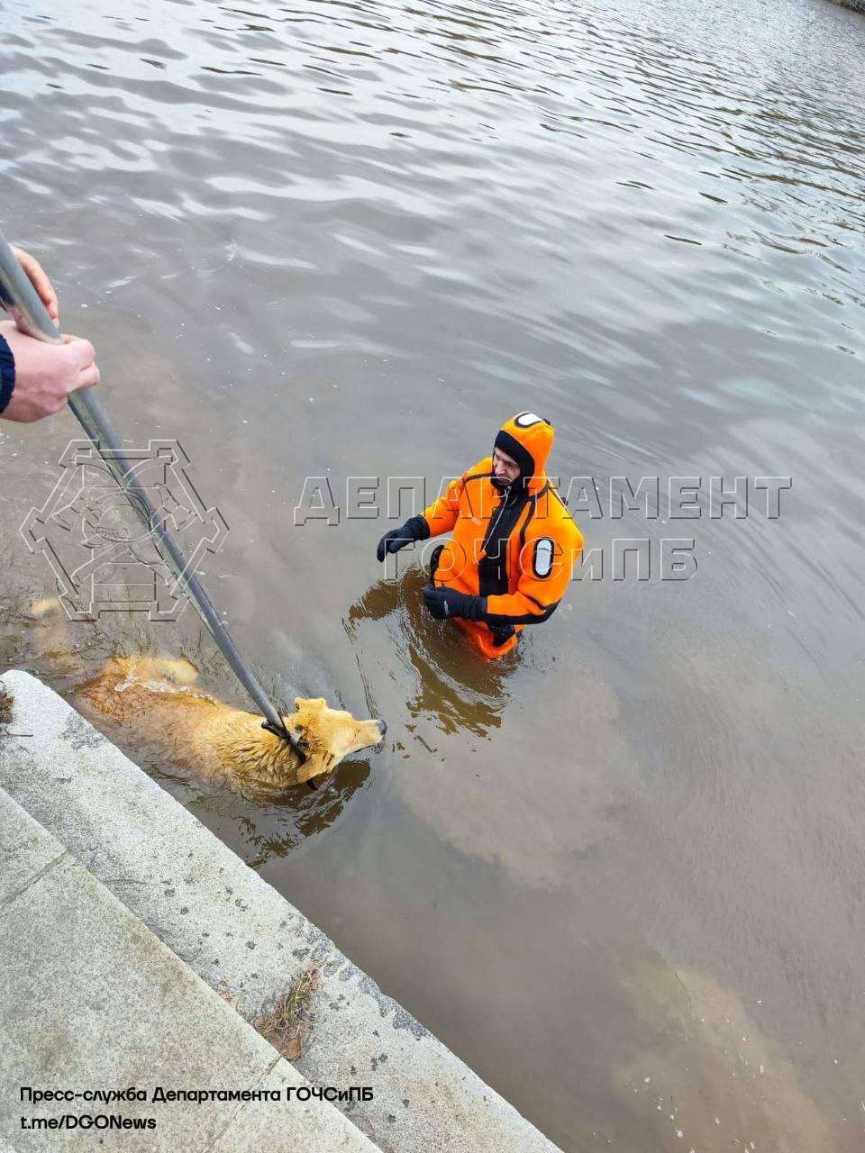спасатели, собака, спасение на воде, фото ДПиООС