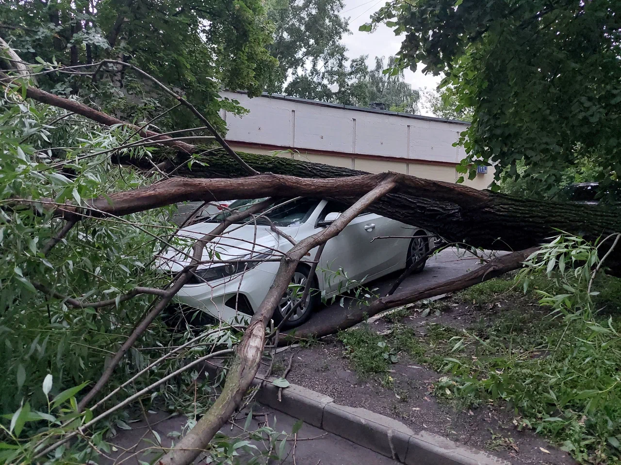 упало дерево, фото Яна Маевская