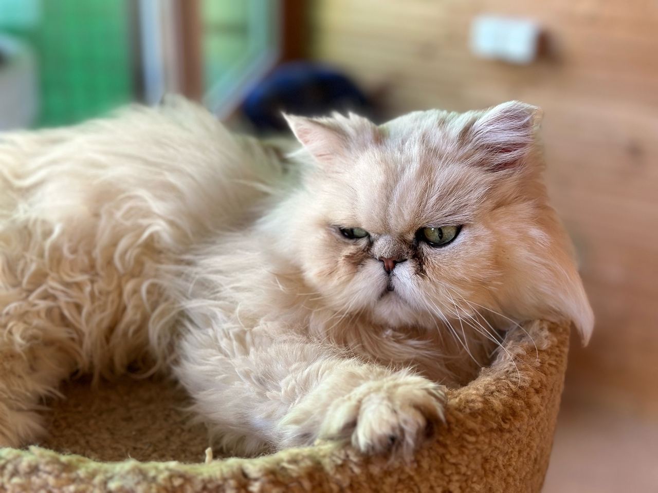 кот, животные, фото Доринвест
