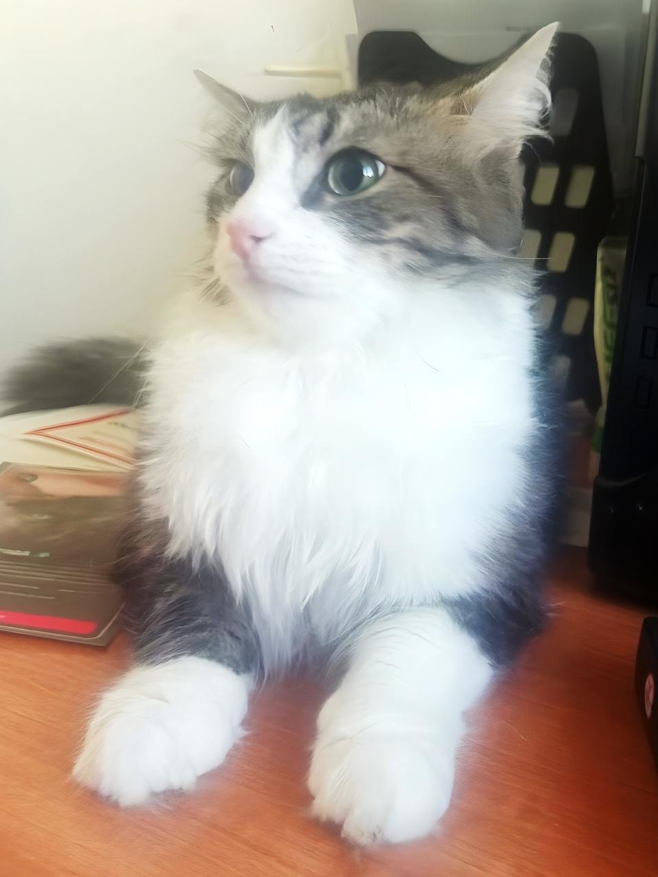 кот, животные, фото Доринвест
