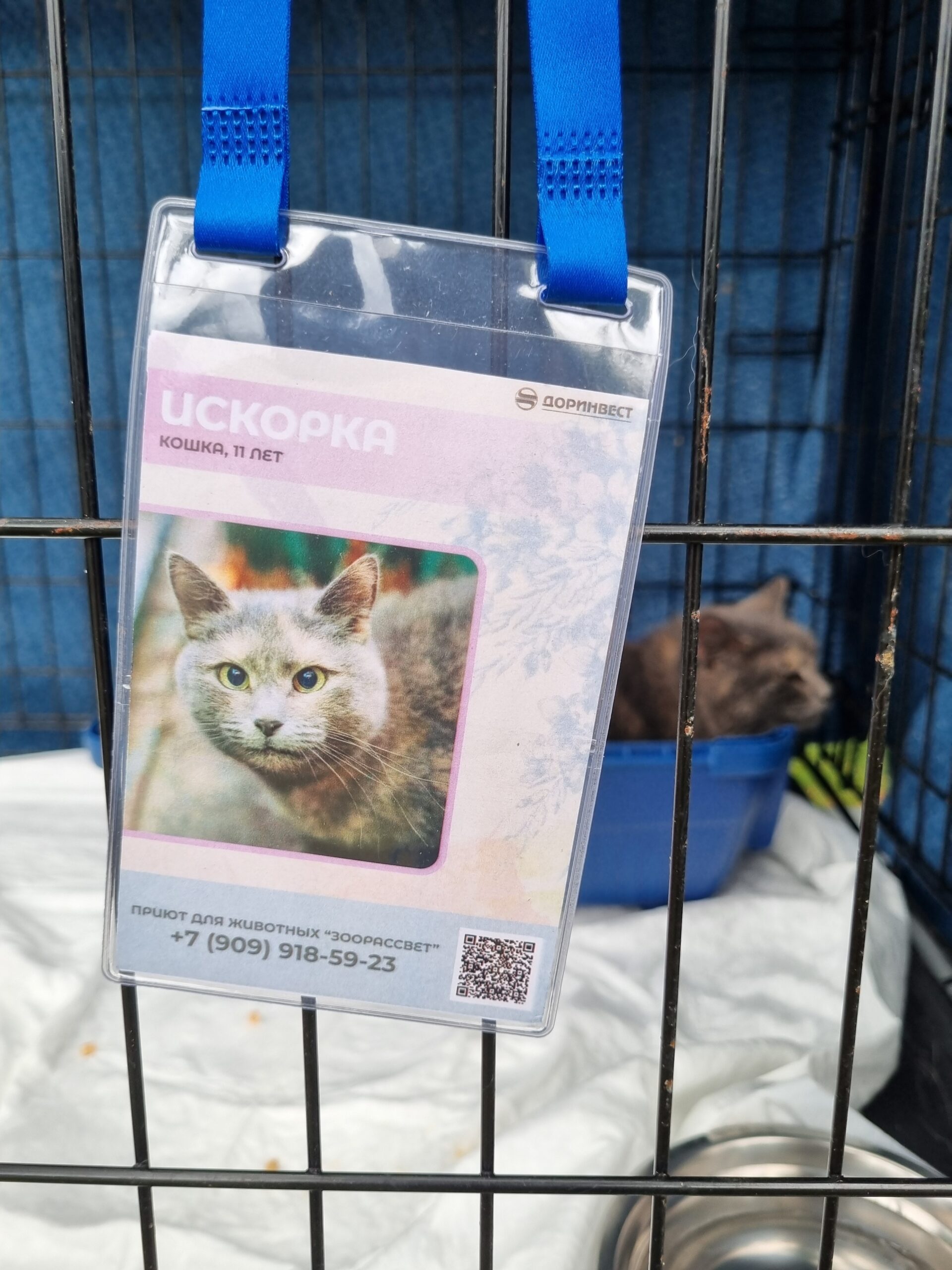 кот, зооприют, выставка-пристройство, фото Лаура Маркарян