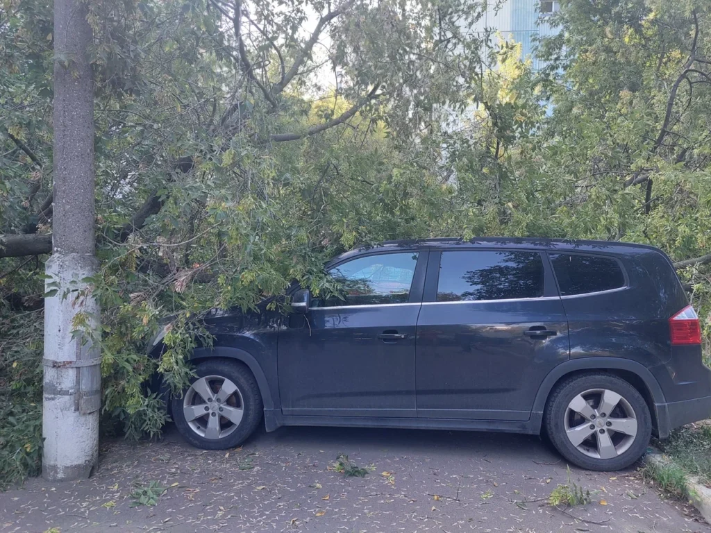 клен, дерево, упавшее дерево, фото Яна Маевская 