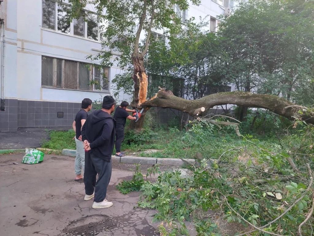 клен, дерево, упавшее дерево, фото Яна Маевская 