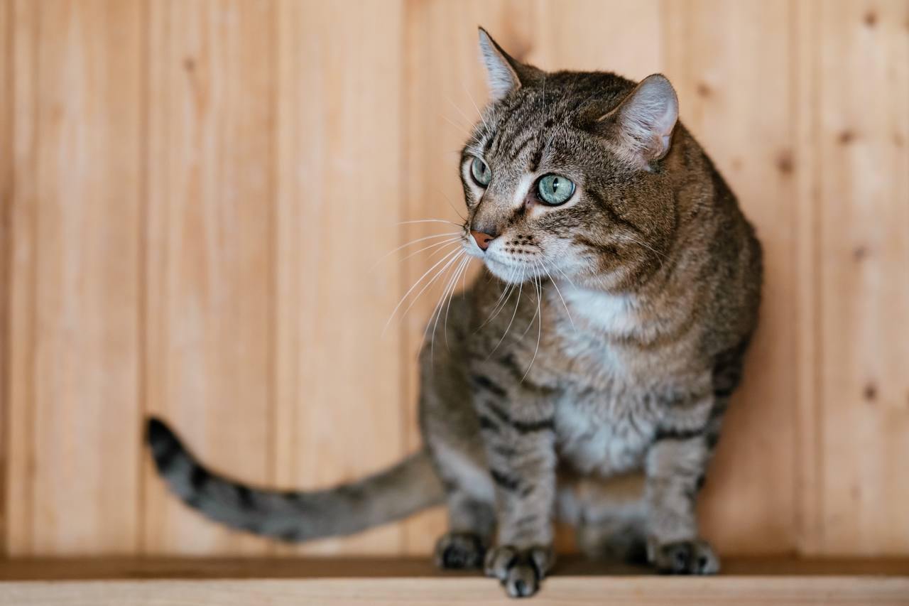 кот, животные, фото Доринвест