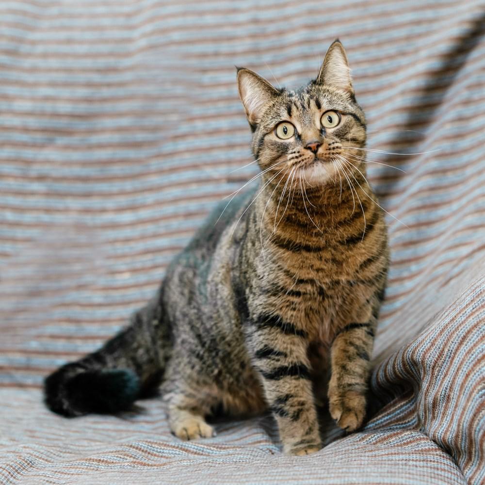 кошка, животные, фото Доринвест