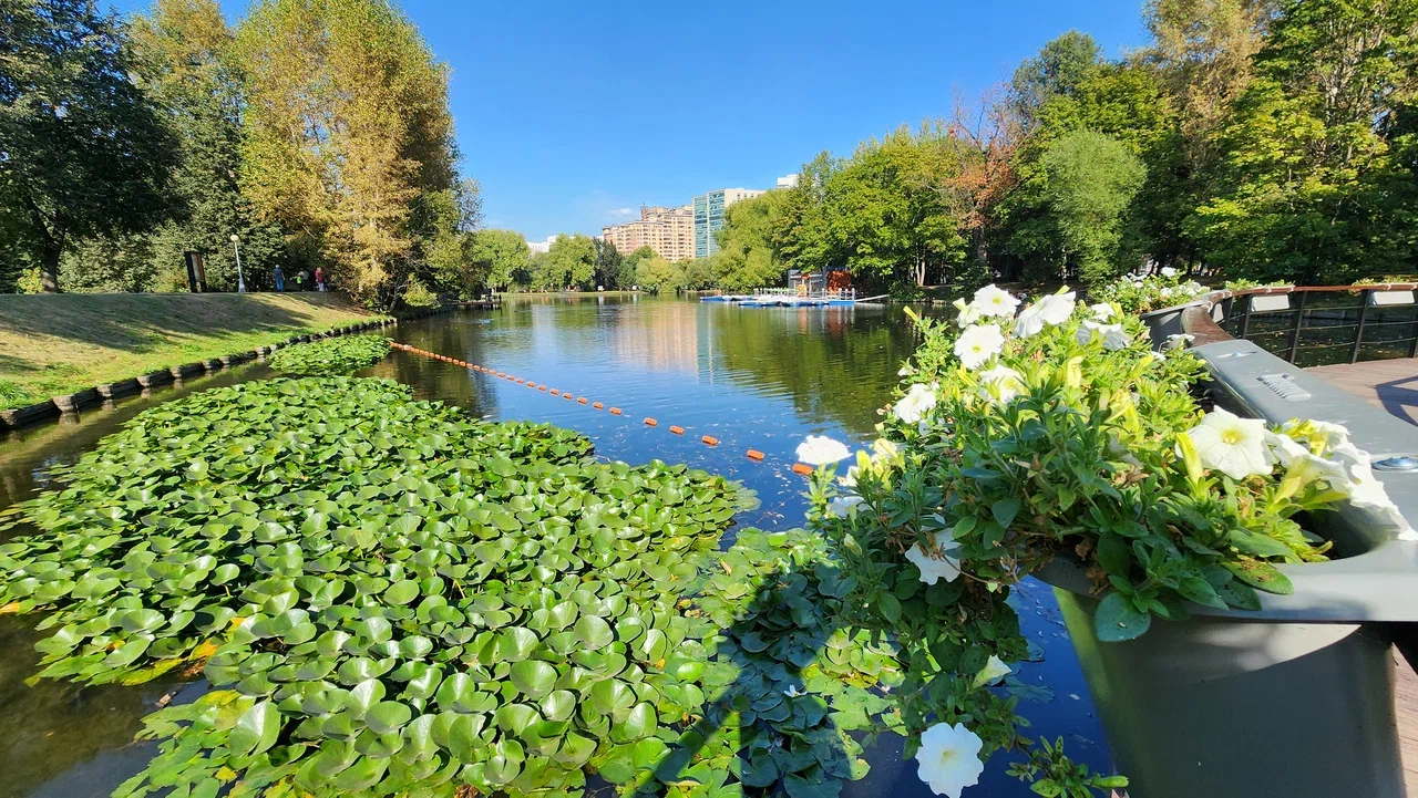 Воронцовский парк, осень, пруд, фото Юлия Смагринская