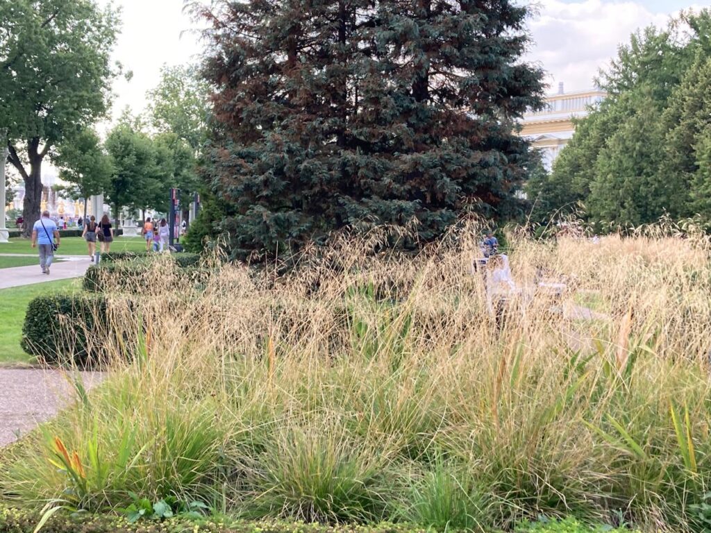 цветы, фото Нина Донских