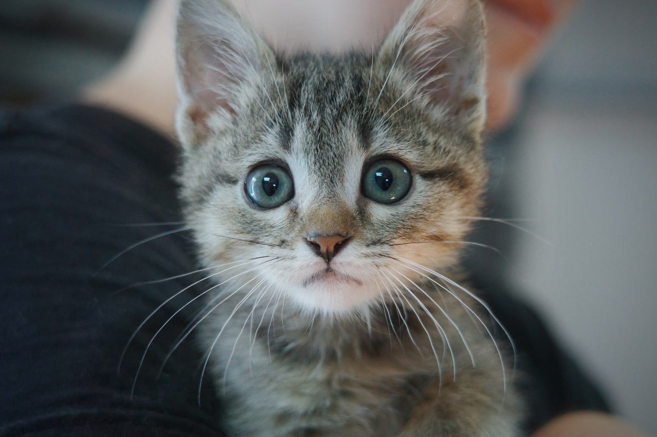 котенок, животные, фото Доринвест