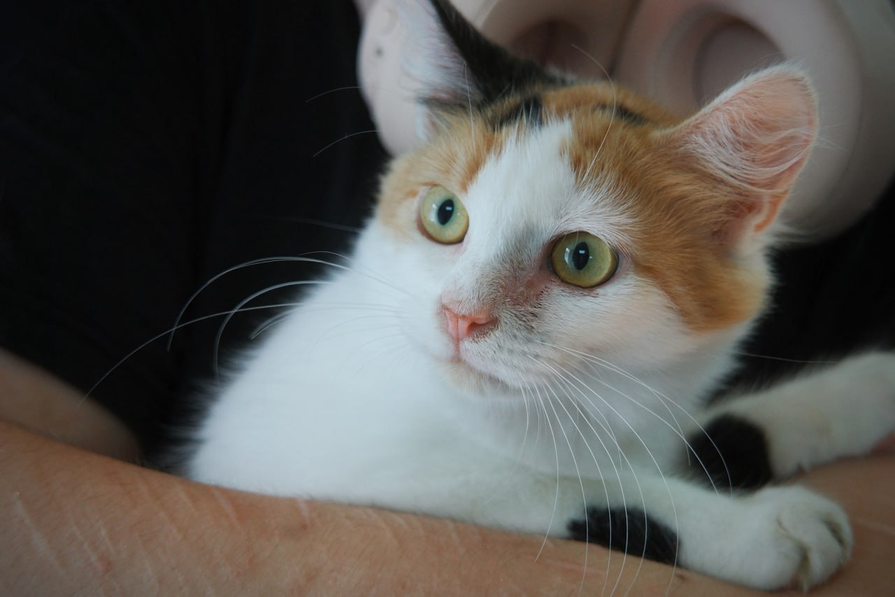 котенок, животные, фото Доринвест