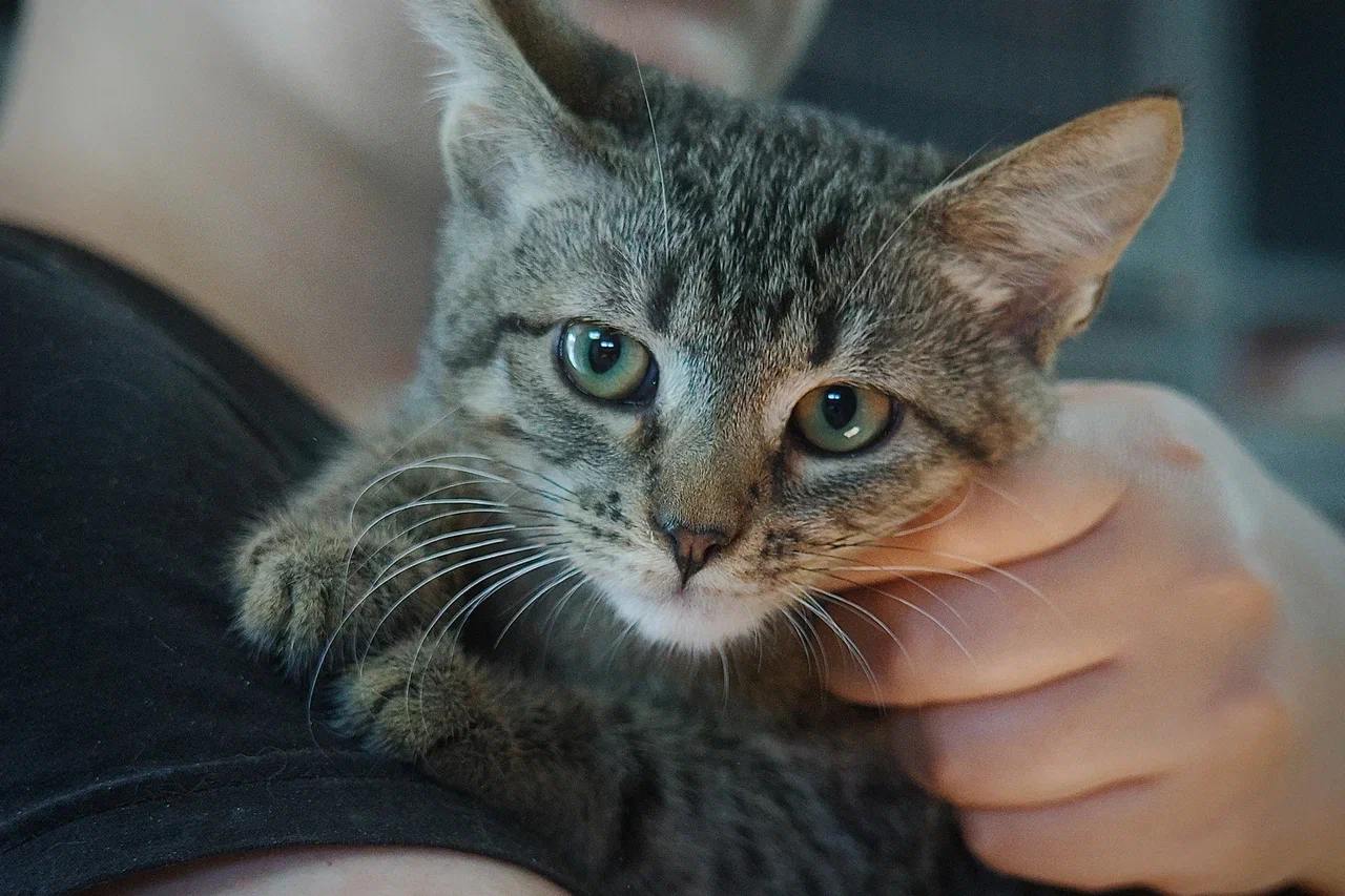 котенок, животные, фото Доринвест