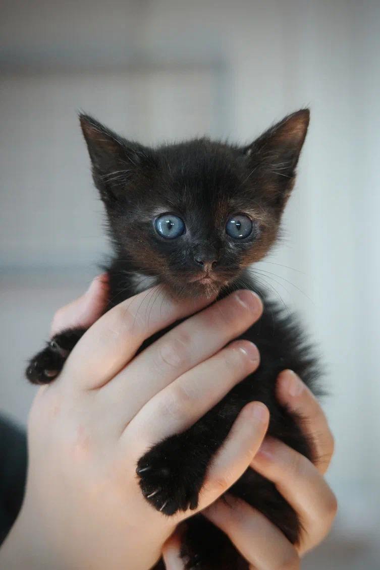 котенок, животные, фото Доринвест