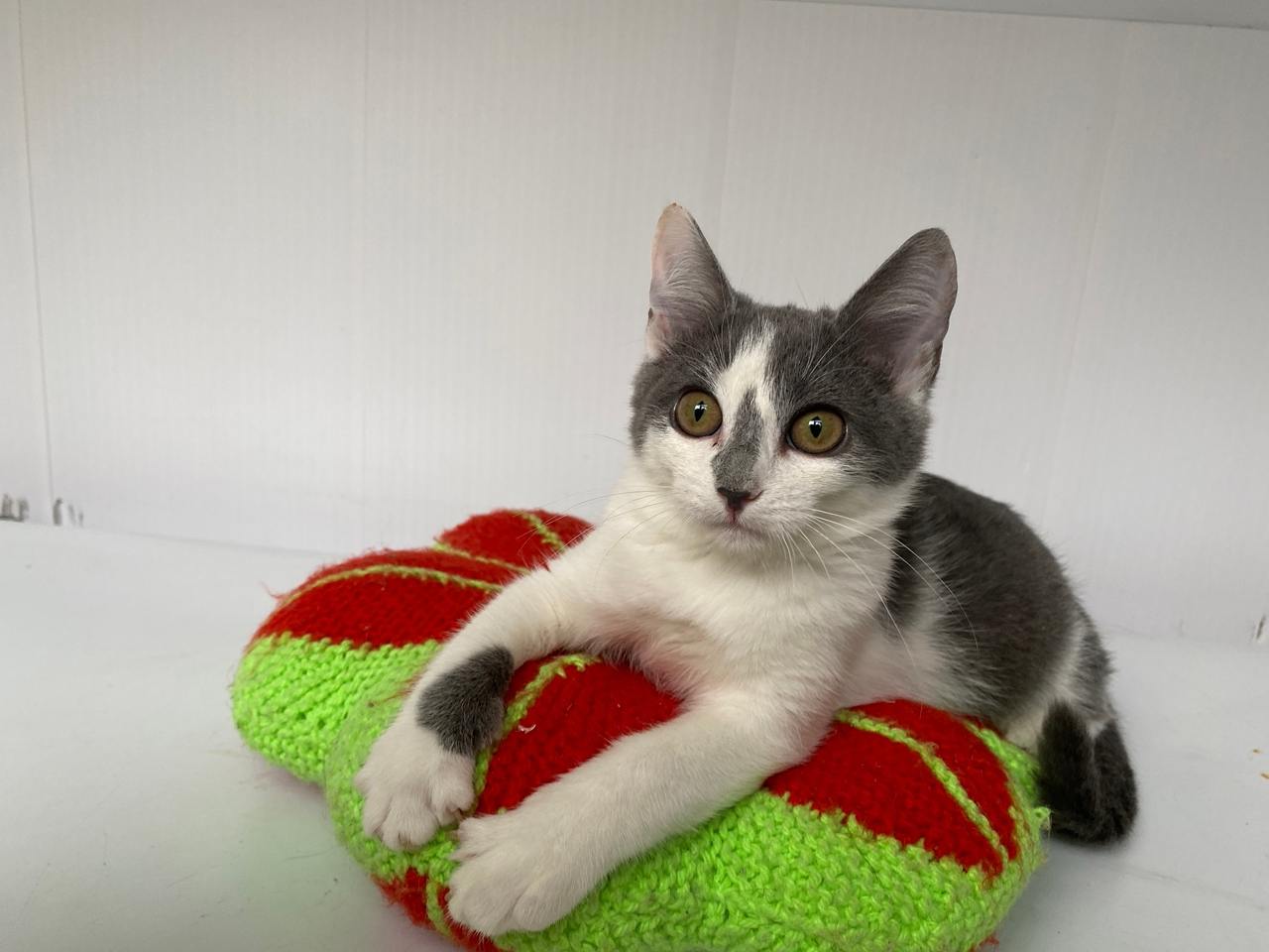 котенок, животные, фото Доринвест