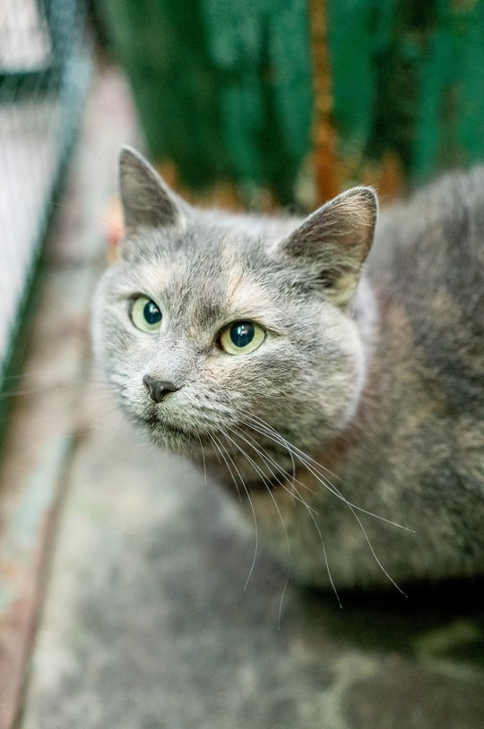 кошка, животные, фото Доринвест