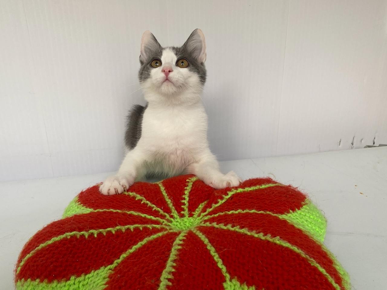 котенок, животные, фото Доринвест