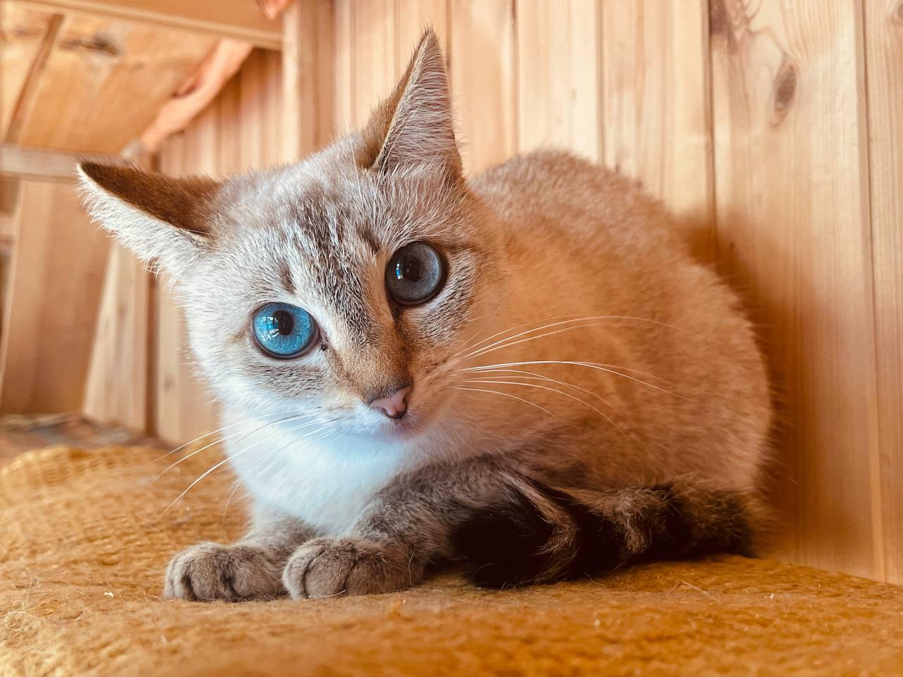 кошка, животные, фото Доринвест